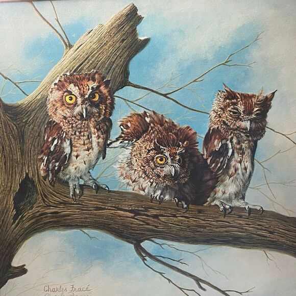 Charles Fracé Screech Owls Print Framed Wildlife Art 18x18 Wall Decor - Picture 7 of 7